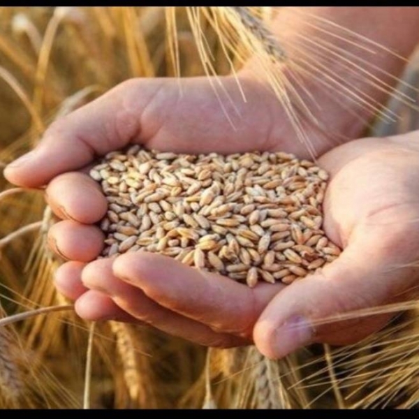 Gübre ve Hububat hizmetleri Görseli